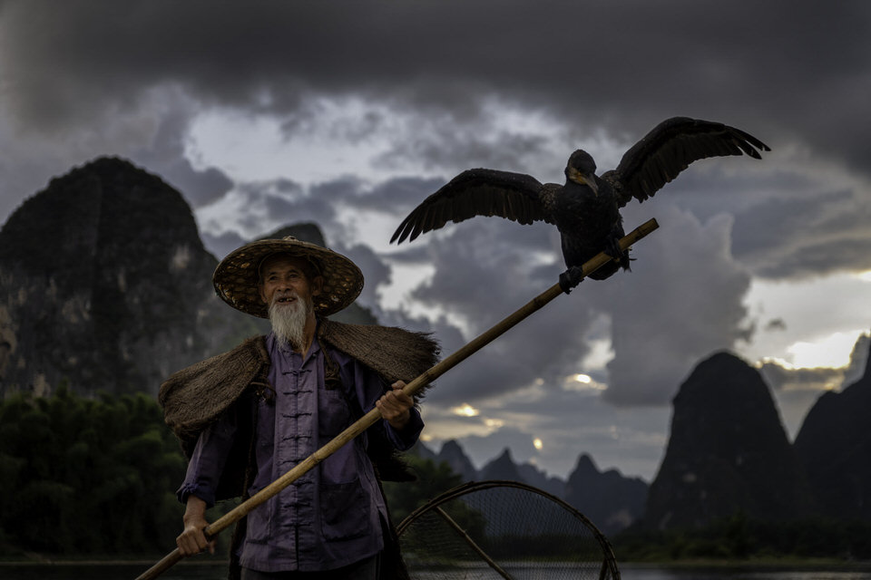 Cormorant fisherman holding a pole with a bird perched on it on the Li River in Guilin, China.